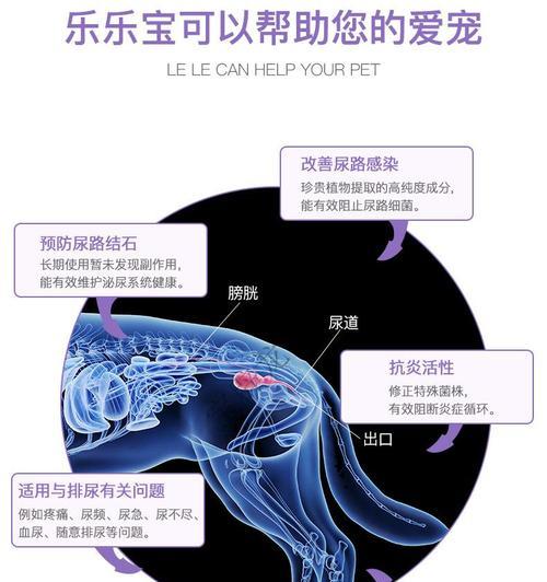 猫咪膀胱结石手术后为何依旧尿频（解析手术后猫咪尿频的原因和应对方法）