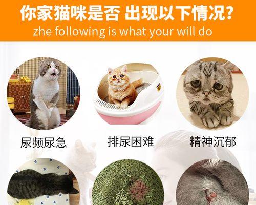 猫咪膀胱炎应该吃什么药（保护宠物健康的必修课程）