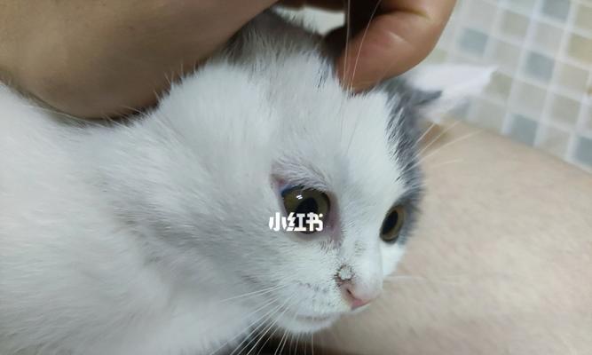 如何处理宠物猫咪鼻头干（让你的宠物猫咪舒适无忧的喵喵生活）