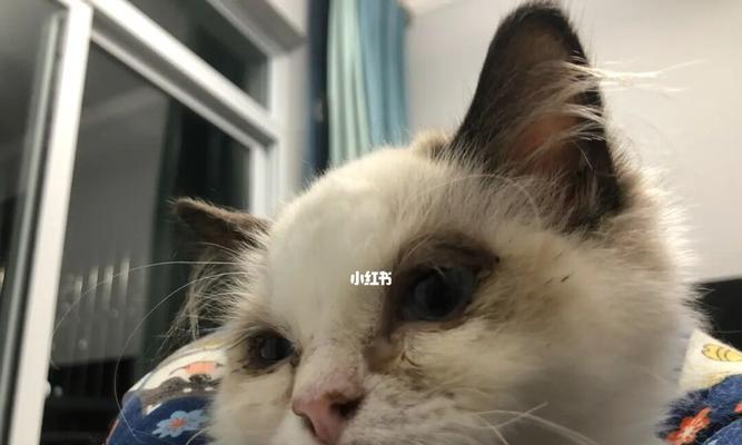 猫咪鼻子上的颜色变化（揭秘猫咪健康的重要信号）