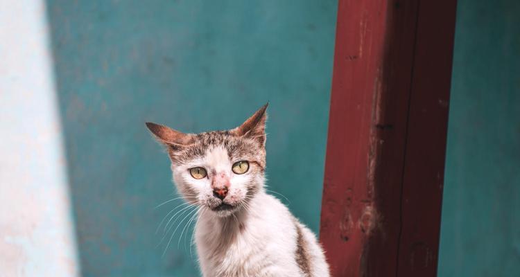 猫咪鼻子一边上翘的奥秘