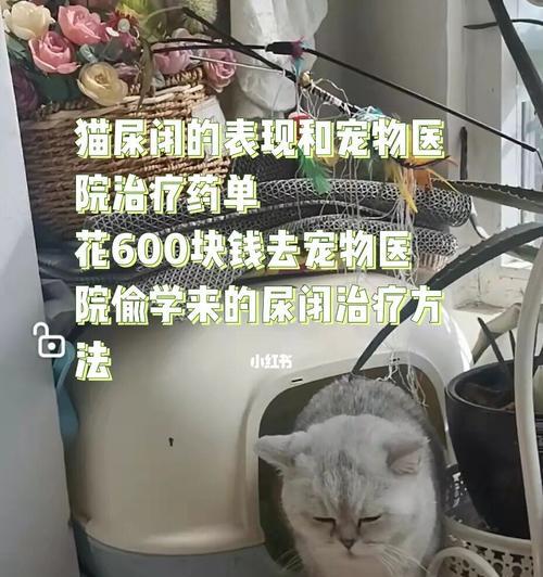 如何帮助宠物猫咪解决闭尿问题（探寻最佳闭尿解决方案）