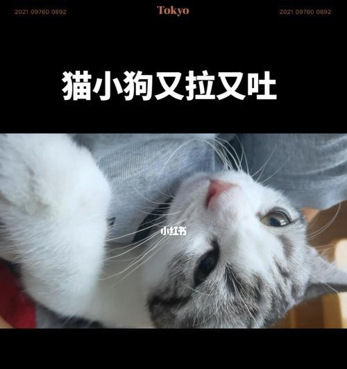 当爱宠猫咪的便便堵住了肠子（急救措施及预防措施）