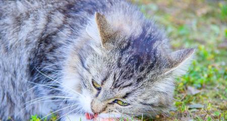 宠物猫咪呼吸困难不吃东西怎么办（猫咪呼吸困难的原因）