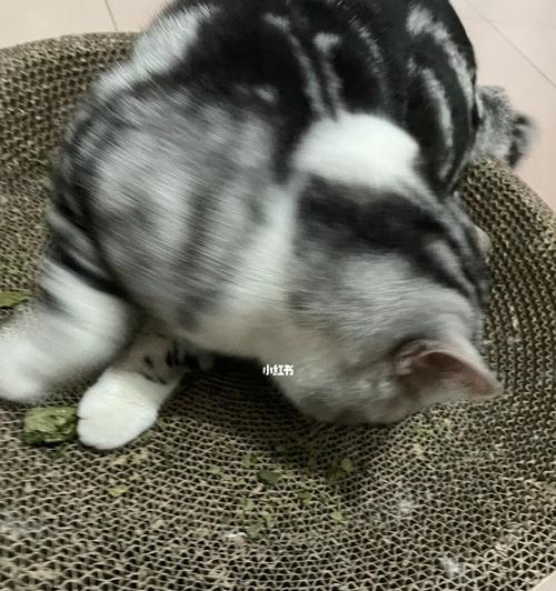 如何处理猫咪不吃饭喝水吐问题（解决猫咪食欲问题的有效方法）