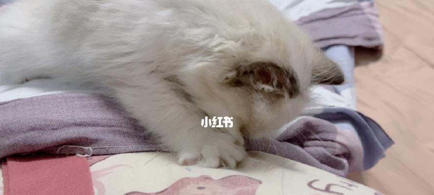 猫咪踩奶出爪子的原因及解决方法（以宠物为主）