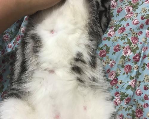 猫咪产前乳头脱皮，如何应对（宠物猫咪产前乳头脱皮的原因及预防措施）