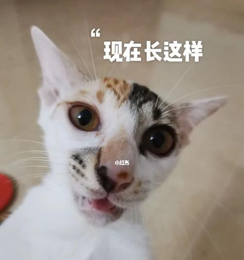 猫咪长大了，为什么会变丑（以宠物为主）