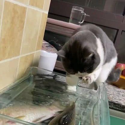 猫咪长牙期间是否适合吃鱼（探究猫咪长牙期间饮食的注意事项）