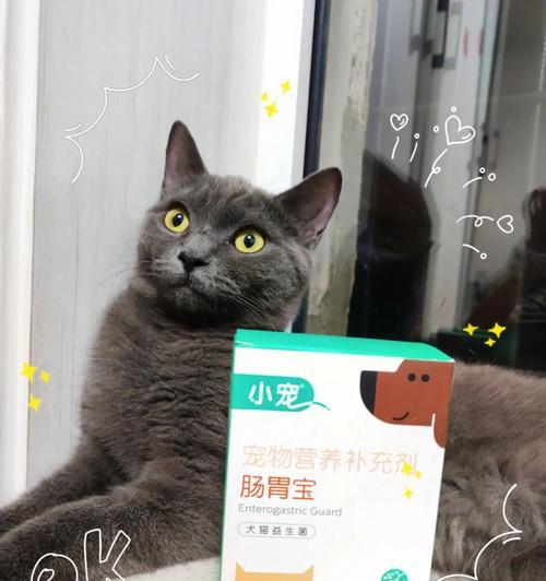 猫咪肠道菌群异常的原因与预防措施（探究宠物猫咪肠道菌群异常的危害和解决方法）