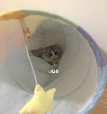 猫咪肠梗阻怎么办（教你如何处理宠物不通便）