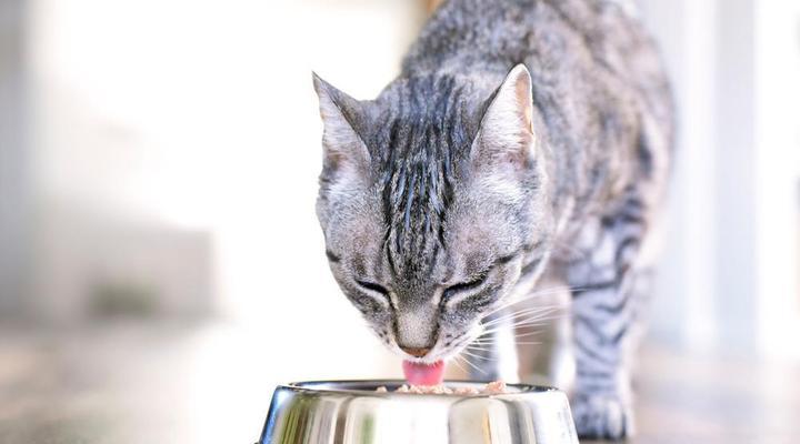 如何应对宠物猫咪肠胃炎不吃问题（以爱之名）