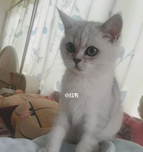 为什么猫咪不爱吃饭（探究猫咪食欲不振的原因和解决方法）