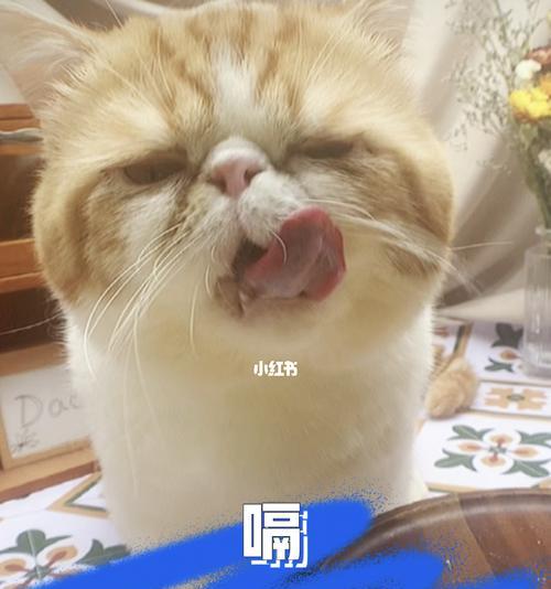 如何让宠物猫咪吃得多又快