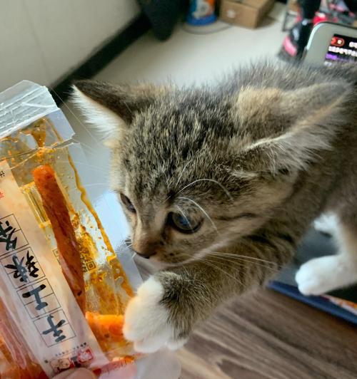 为什么猫咪吃东西就会狂叫（探究宠物猫咪进食时的行为习惯）