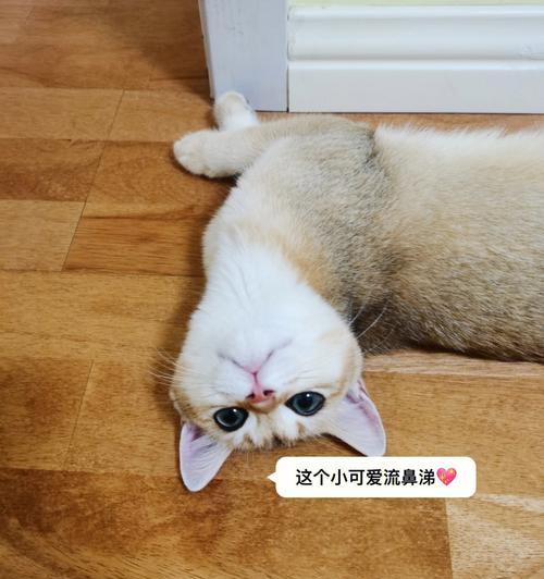 小猫咪为什么吃东西就会喷鼻涕（探究猫咪饮食习惯与喷鼻涕的关系）