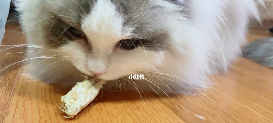 猫咪闭一只眼睛吃饭，为什么（探究宠物猫咪饮食习惯中的小秘密）