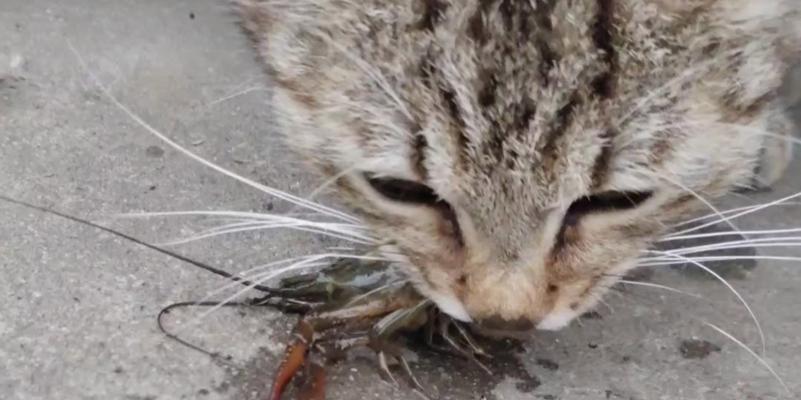 猫咪吃小龙虾（宠物饮食禁忌）