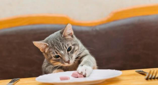 猫咪饮食健康（探究鸡肉对猫咪身体的影响）