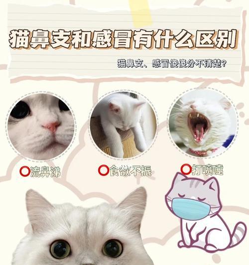 猫咪误食感冒药，你需要知道的这些