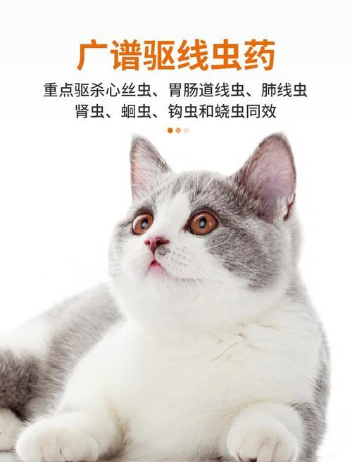 猫咪误食盐酸左旋咪唑后出现呕吐症状（宠物用药要注意）