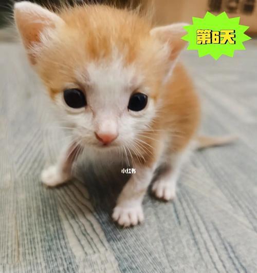 猫咪与乳果糖（了解宠物猫对乳果糖的需求和影响）