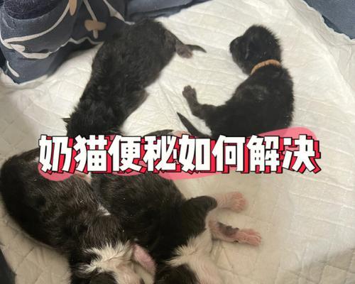 猫咪吃乳果糖有副作用吗（宠物主人必须知道的真相）