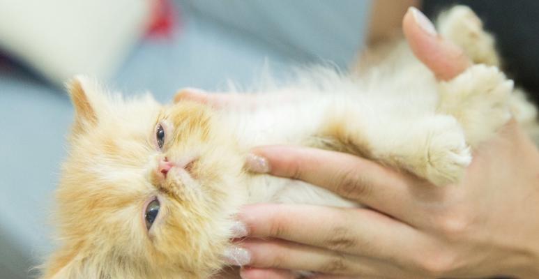 猫咪成长攻略（探秘猫咪成长的关键——合理饮食）