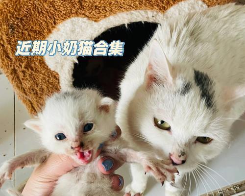 猫咪喜欢吃什么有奶（以宠物为主）