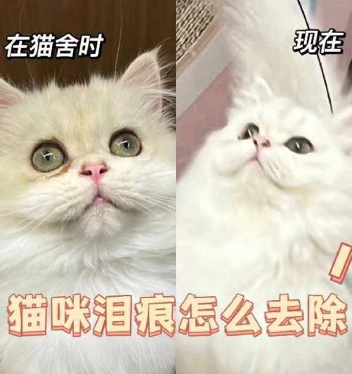 《猫咪吃食有眼泪的原因及解决方法》（宠物猫眼泪多）