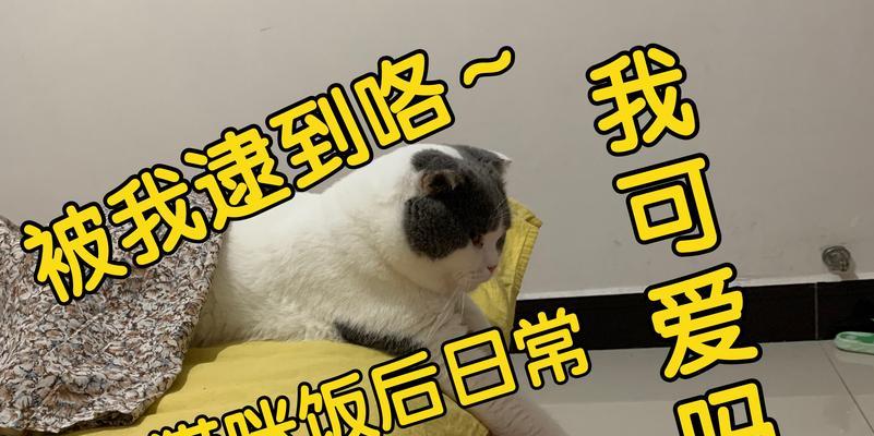 猫咪吃完饭后为什么会躺在身上（探究猫咪行为的原因及解读猫咪情感）