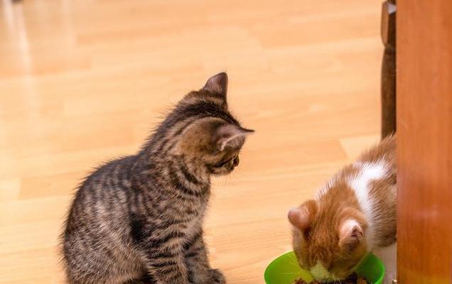 宠物猫咪吐胃液该如何解决（一起来了解猫咪吐胃液的原因和预防措施）