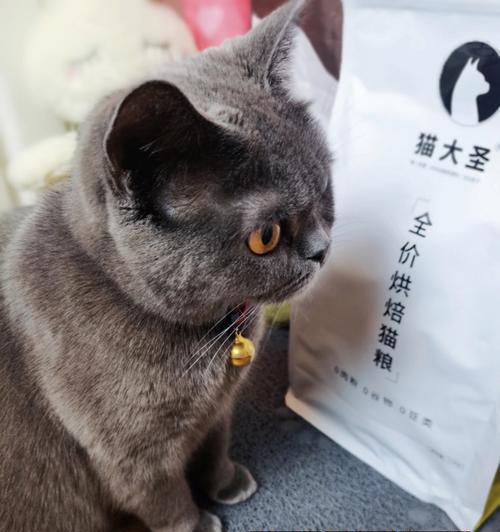 猫咪可以吃幼猫粮吗（幼猫粮的成分及适用年龄）