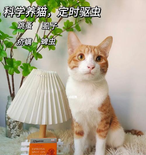 猫咪除虫多久见效（探究猫咪除虫药物的作用时间及注意事项）