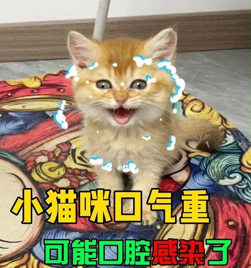 解决宠物口臭问题，让猫咪健康快乐生活（从原因分析到解决方案）