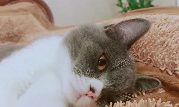 春天养猫必备——猫咪打针（为宠物健康护航）