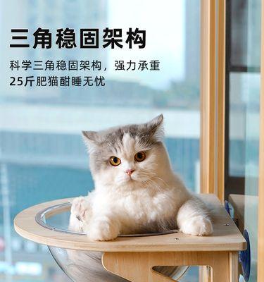 猫咪从阳台掉下来，该如何保护宠物（避免猫咪从高处坠落的三大措施）