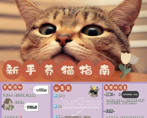 以猫咪打猫三联注意事项（保护宠物安全）