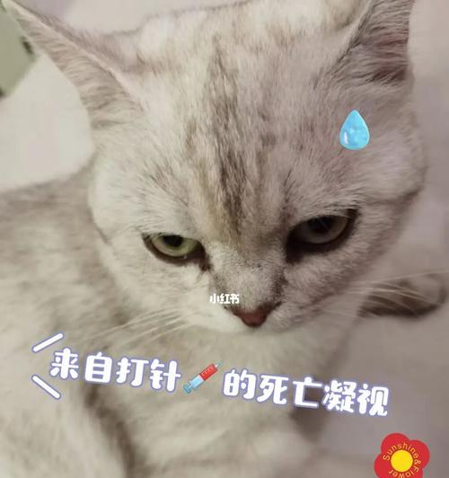 猫咪打针没打好的影响（了解这些影响）