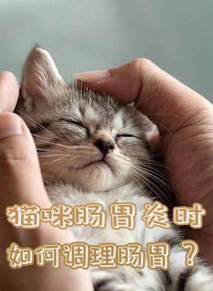 猫咪不成型大便怎么办（宠物爱好者必看的猫咪排便问题解决方案）