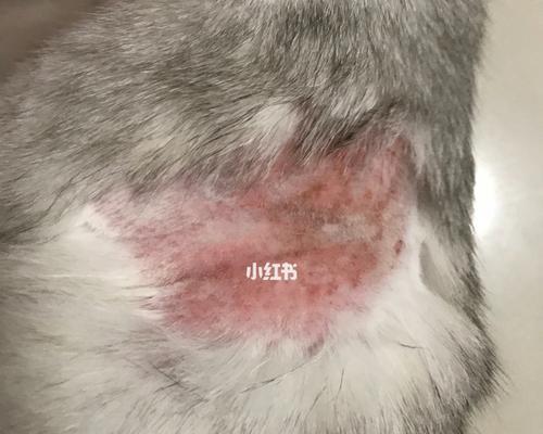 猫咪大腿筋断了怎么办（一起学习如何正确应对猫咪的不适）