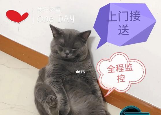 如何触发猫咪的被动（探寻猫咪行为中的秘密）