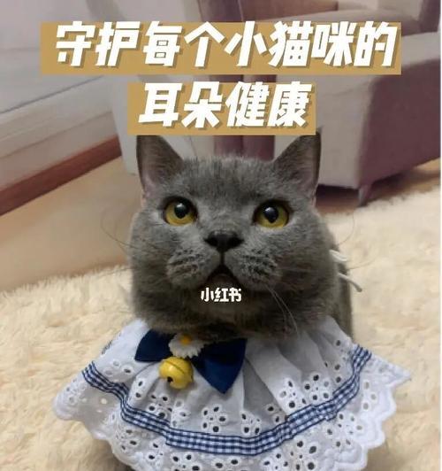 猫咪耳朵的神奇之处（探秘猫咪耳朵的作用及其保养方法）