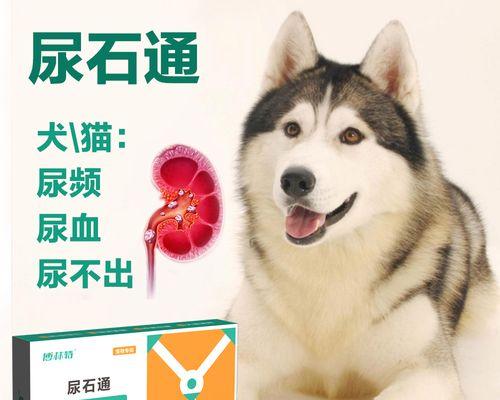 如何区分宠物犬的月经与尿血（宠物犬常见的生理问题与解决方案）