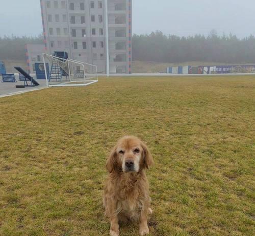 曲靖宠物狗狗训练基地——让你的爱犬变得更优秀（带你了解曲靖最好的狗狗训练基地）