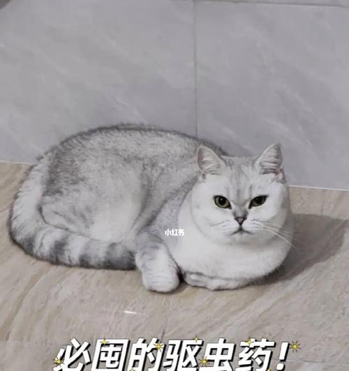 选择合适的药物治疗去猫症状（以宠物为主）