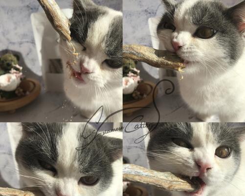 全猫粮小猫可以吃吗（探究全猫粮对小猫的适用性及注意事项）