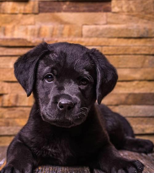 全身黑色的神秘之犬——黑色狗的品种与特征（探秘全黑狗的外貌、性格和饲养方法）