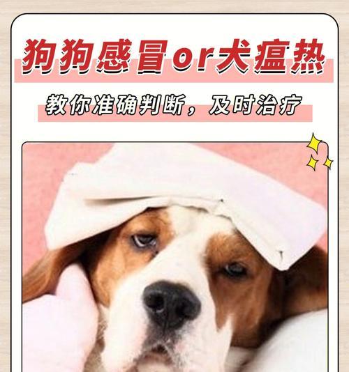 犬瘟病毒对宠物产生抗体的影响（探究犬瘟病毒感染狗狗的免疫反应机制）