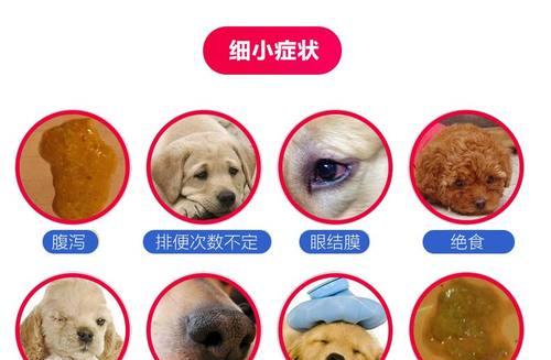 犬瘟病毒下的宠物护理（不能沾水的狗狗该如何洗澡）